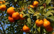 Spanish Orange Trees